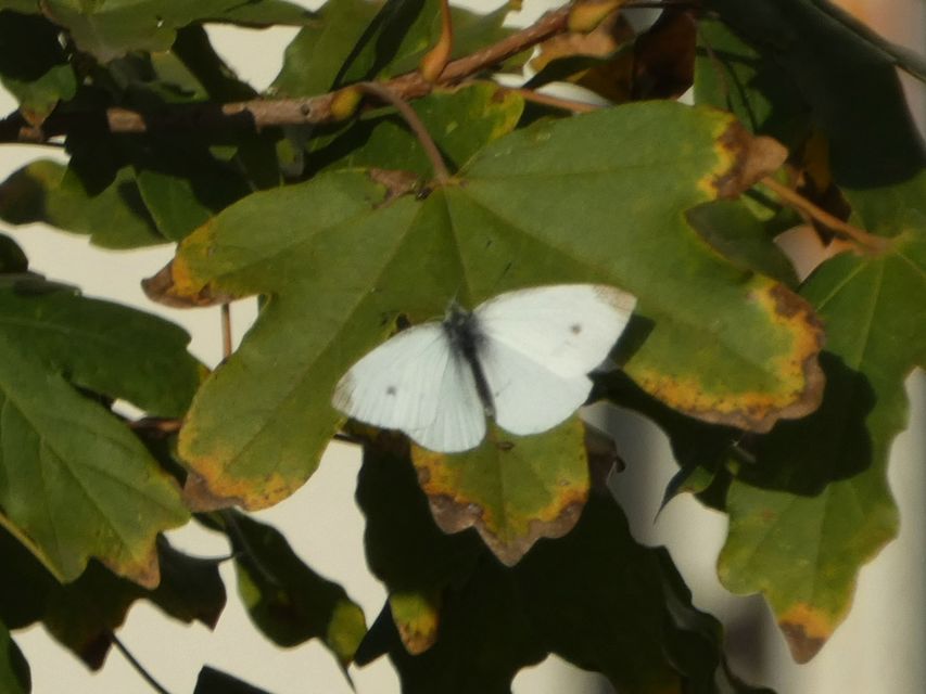 Pieris rapae - répalepke