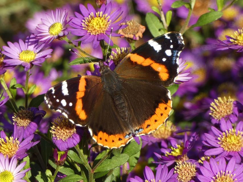 Vanessa atalanta - atalantalepke