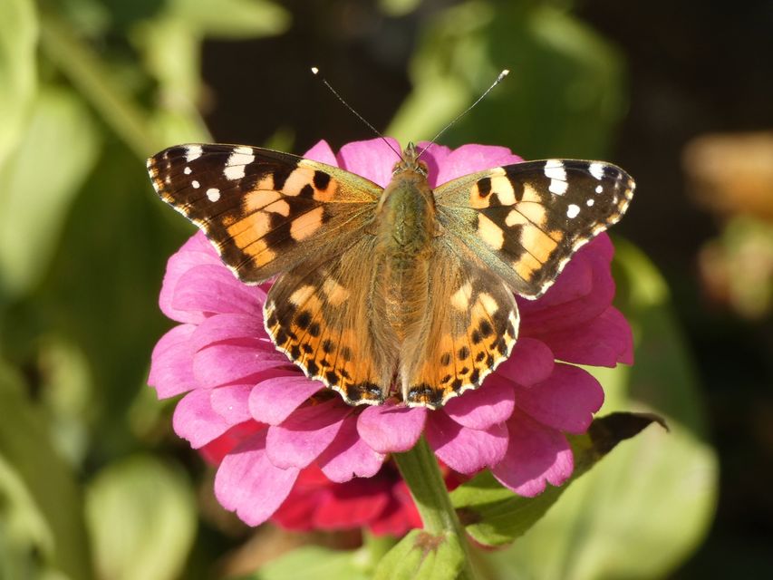 Vanessa cardui - bogáncslepke