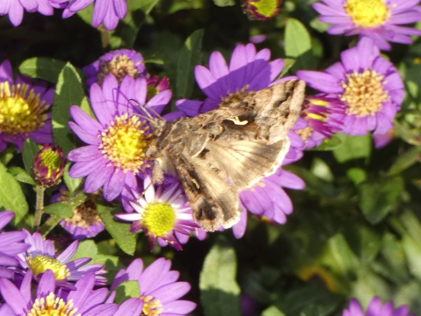 Autographa gamma - gammalepke