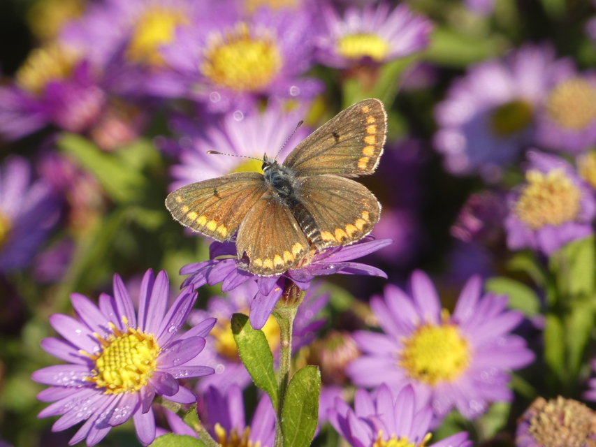 Aricia agestis - szerecsenboglárka