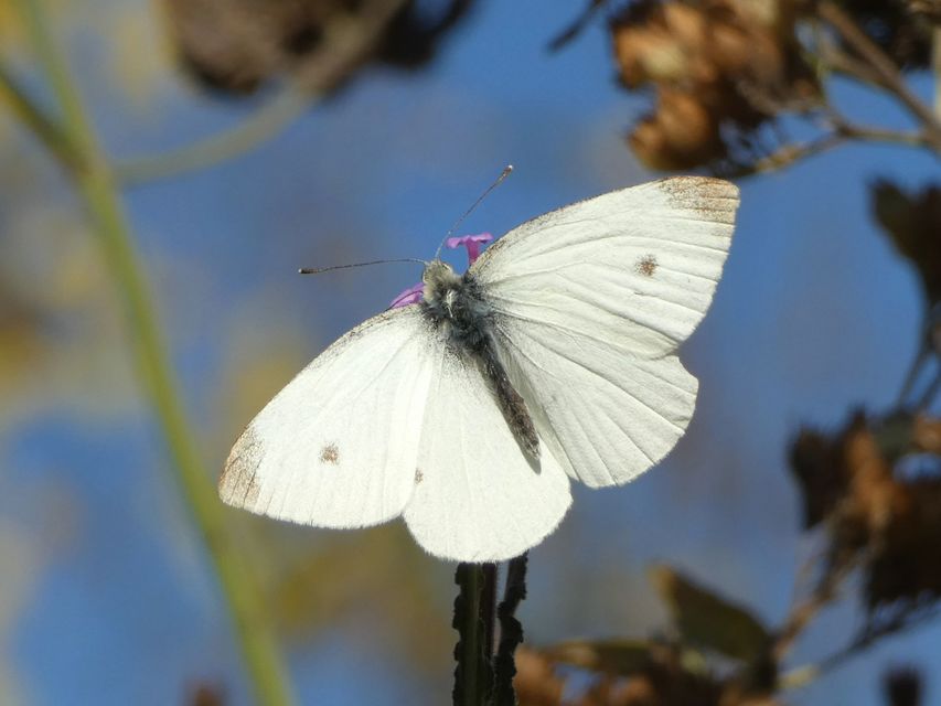 Pieris rapae - répalepke