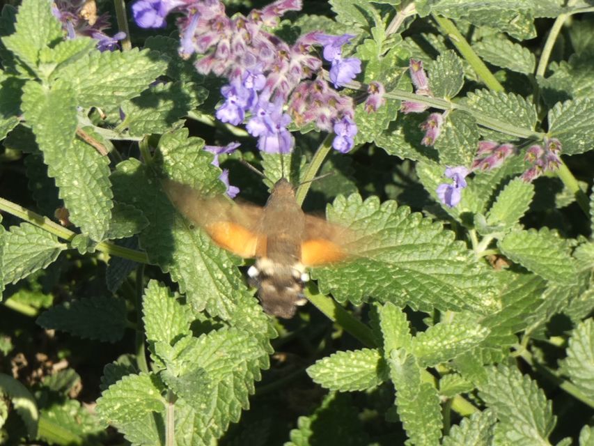 Macroglossum stellatarum - kacsafarkú szender