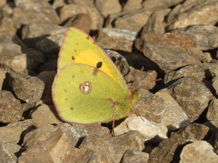 Colias croceus - sáfránylepke