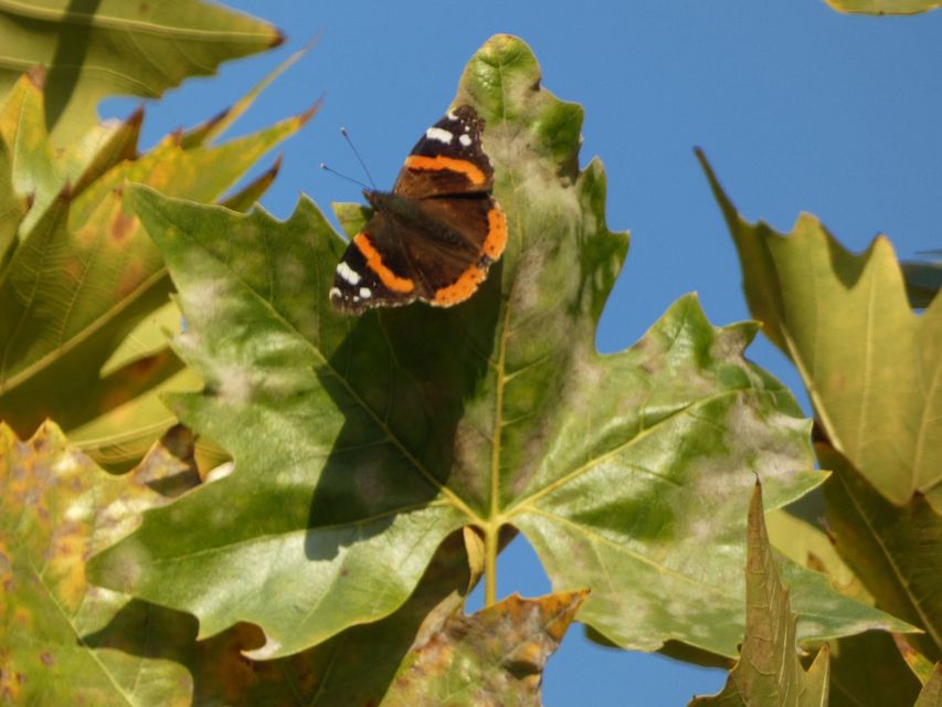Vanessa atalanta - atalantalepke
