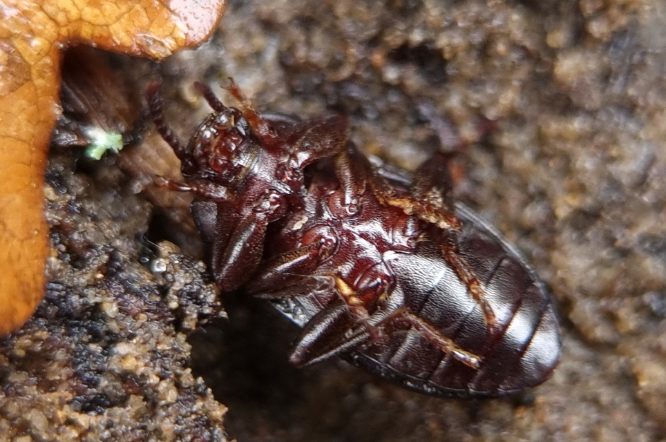 Nalassus dermestoides - rövidszárnyú gyászbogár