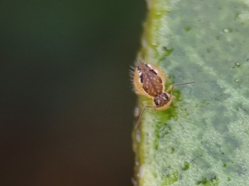 Sminthurus maculatus