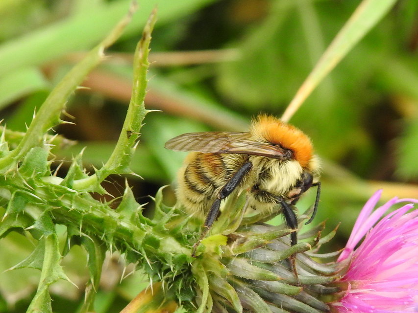 Bombus muscorum - sárga poszméh