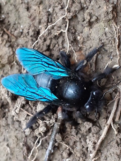 Xylocopa valga - gyakori fadongó