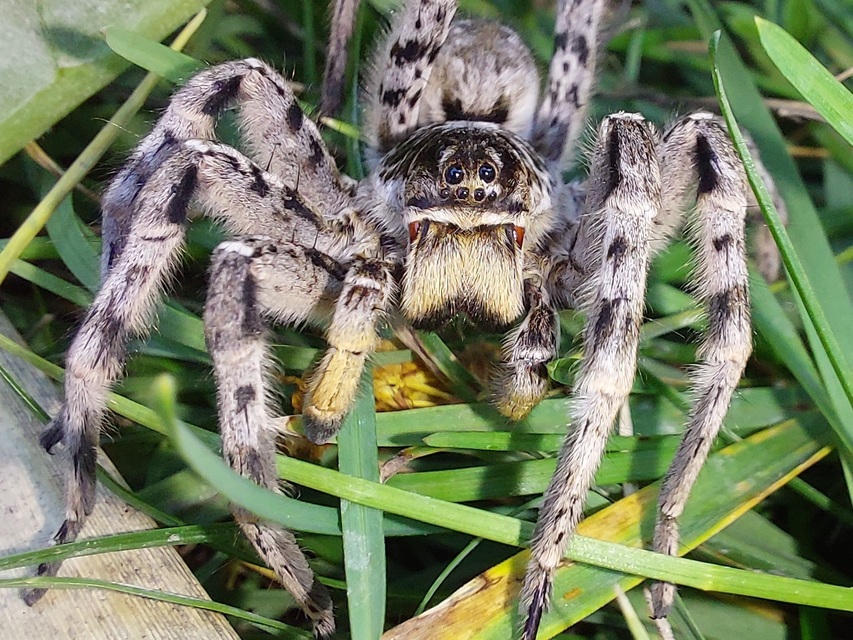 Lycosa singoriensis - szongáriai cselőpók