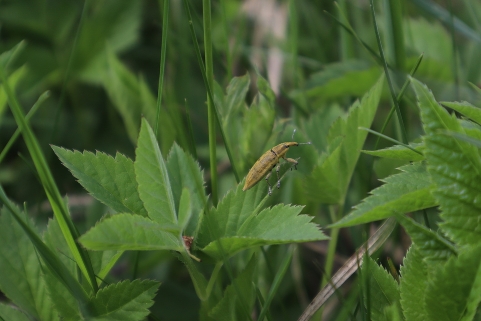 Lixus iridis - bürökfúró dudvabarkó