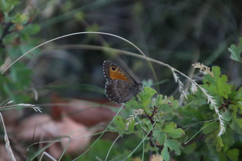 Arethusana arethusa - közönséges szemeslepke