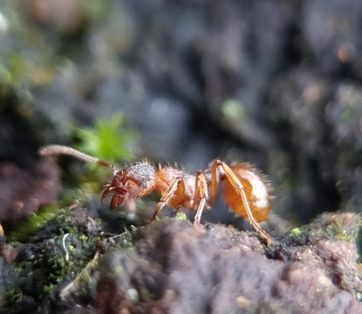 Myrmica rubra - közönséges bütyköshangya