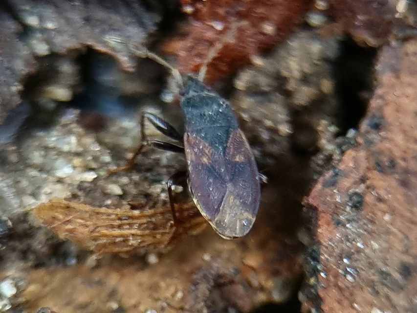 Eremocoris plebejus