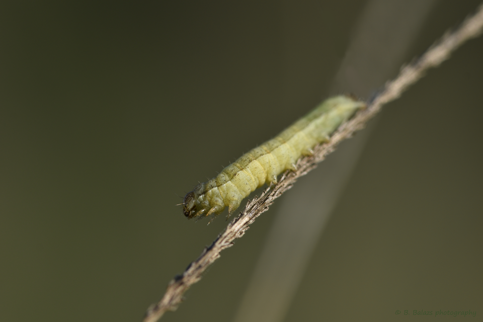 Noctuidae - bagolylepkék Noctuidae - bagolylepkék