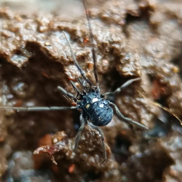 Carinostoma elegans