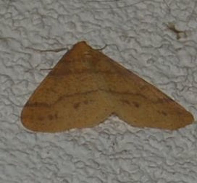 Agriopis aurantiaria - aranysárga téliaraszoló