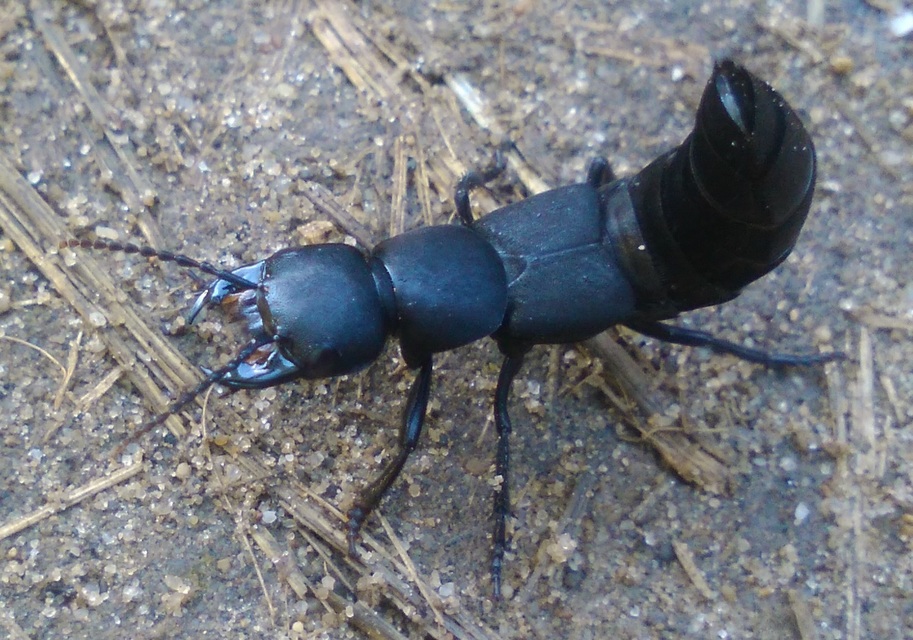 Ocypus