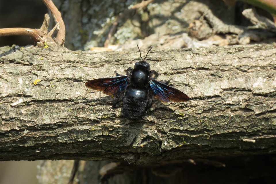 Xylocopa