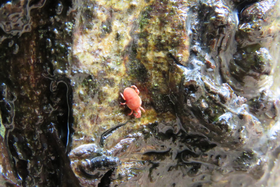 Allothrombium