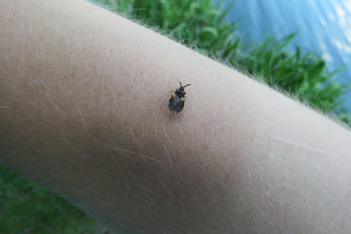 Aradus truncatus