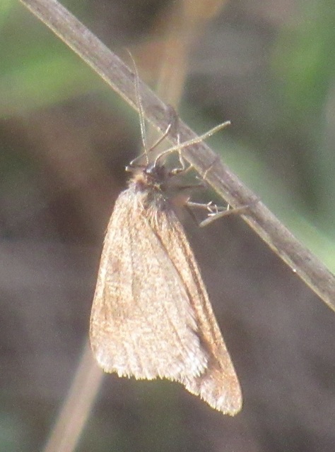 Lignyoptera fumidaria - füstös ősziaraszoló