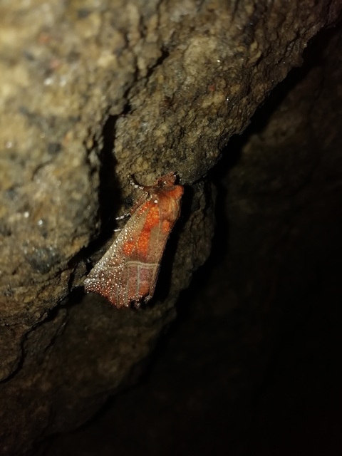 Scoliopteryx libatrix - vörös csipkésbagoly