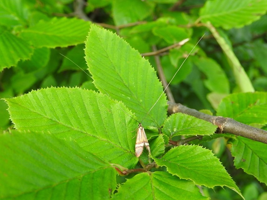 Nemophora degeerella - pompás tőrösmoly