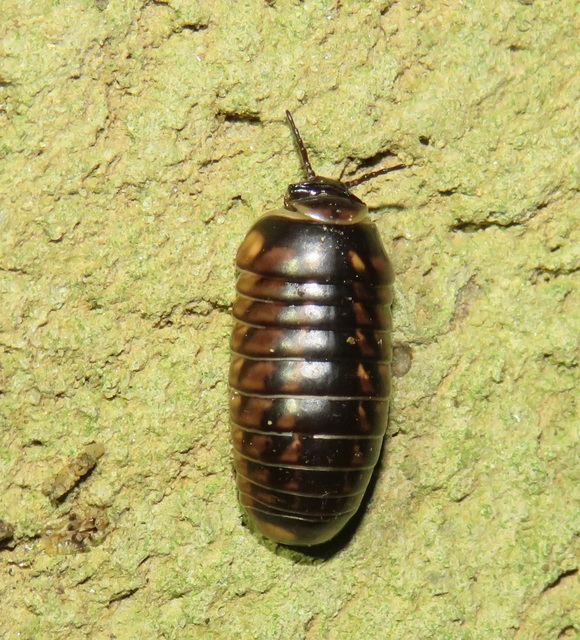 Glomeris hexasticha