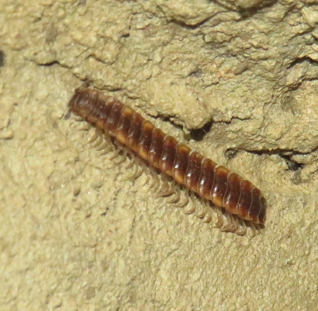 Polydesmus