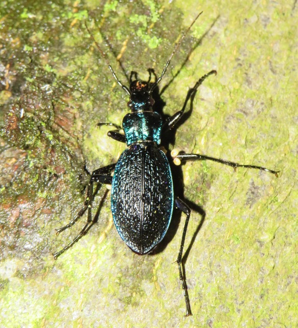 Carabus intricatus - kék laposfutrinka