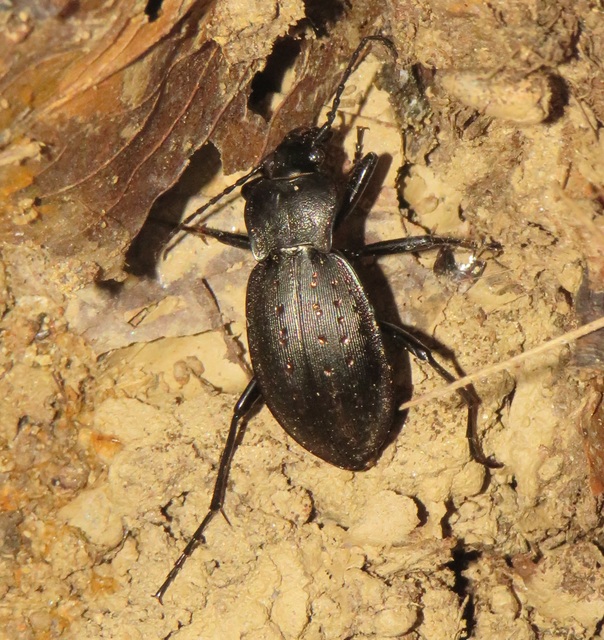 Carabus hortensis - aranypettyes futrinka Carabus hortensis - aranypettyes futrinka