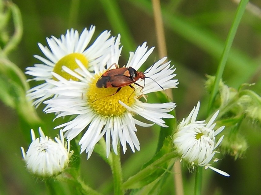 Deraeocoris ruber - vöröses mezeipoloska