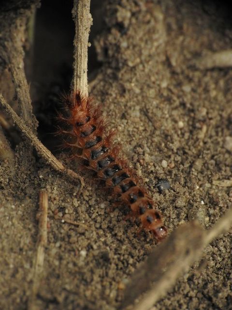 Drilus concolor - fekete csigabogár