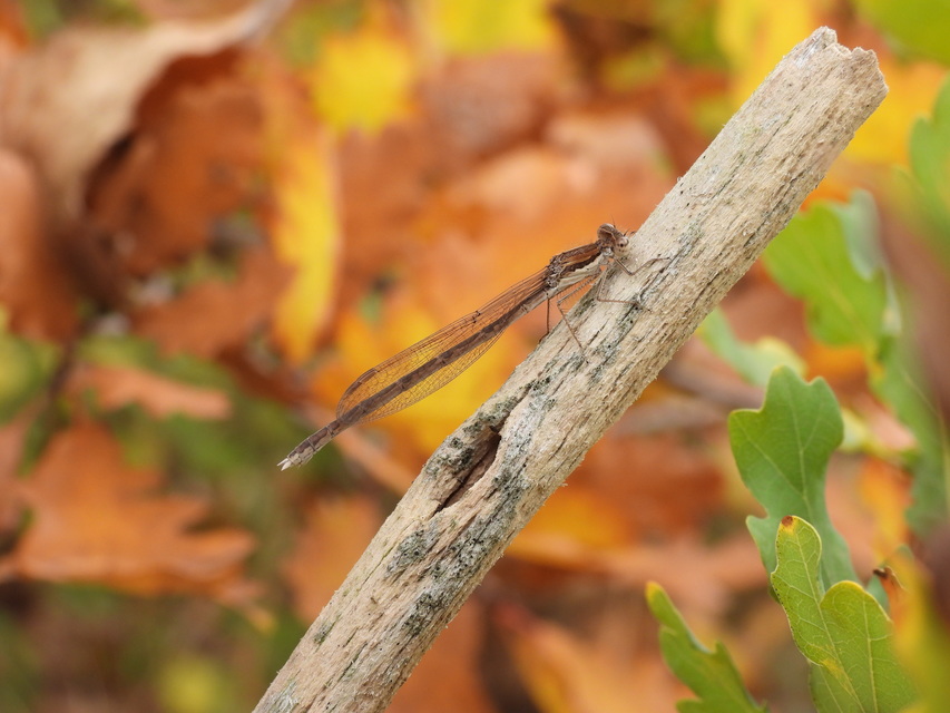 Sympecma fusca - téli rablószitakötő