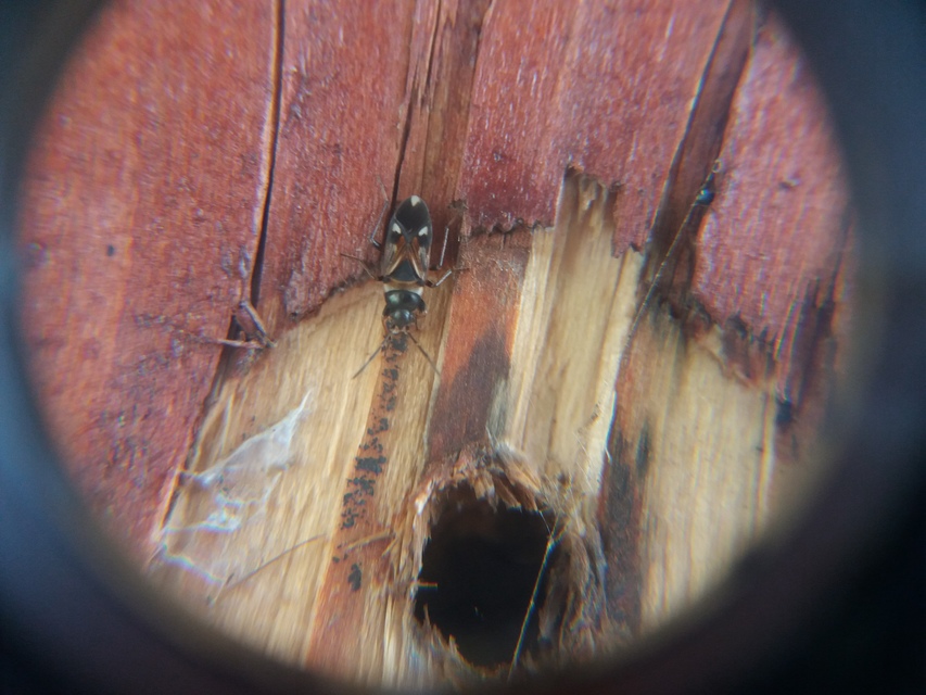 Raglius alboacuminatus - tarka díszesbodobács
