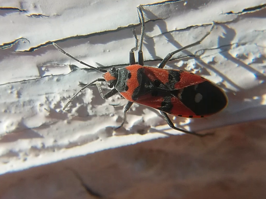Lygaeus equestris/simulans