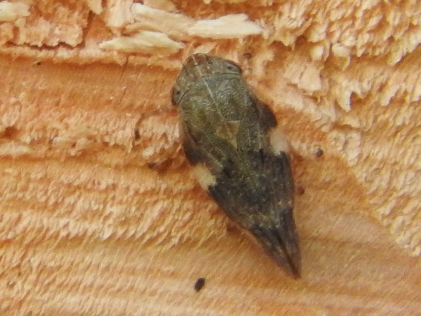 Aphrophora alni
