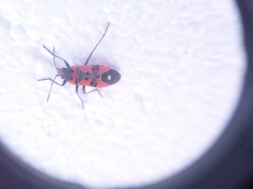 Lygaeus equestris/simulans