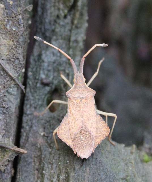 Syromastus rhombeus - vitorlás karimáspoloska