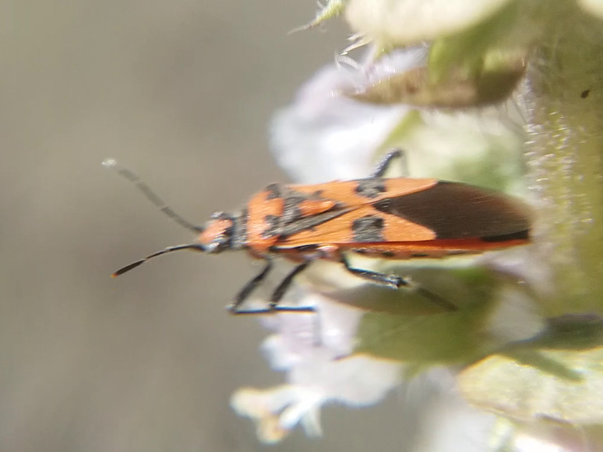 Corizus hyoscyami - piros karimáspoloska