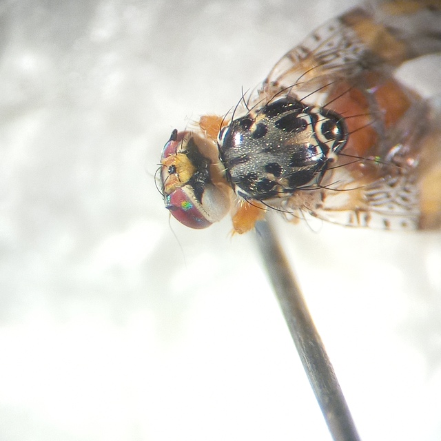 Ceratitis capitata - narancslégy