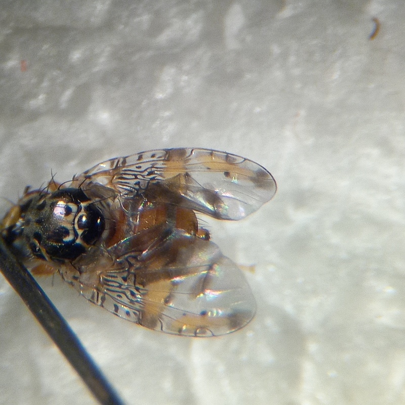 Ceratitis capitata - narancslégy