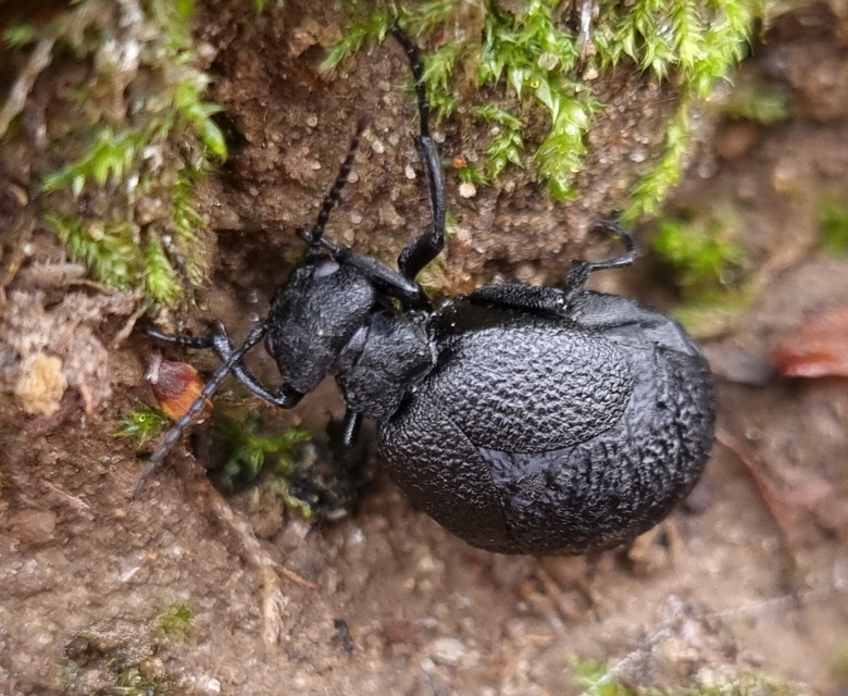 Meloe rugosus - ráncos nünüke