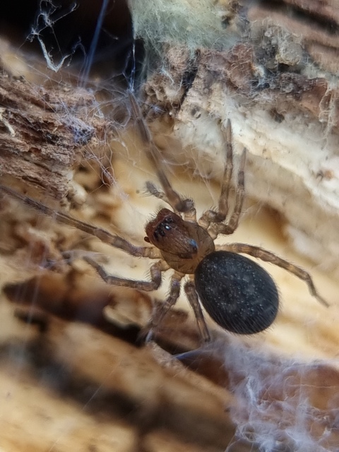 Amaurobius