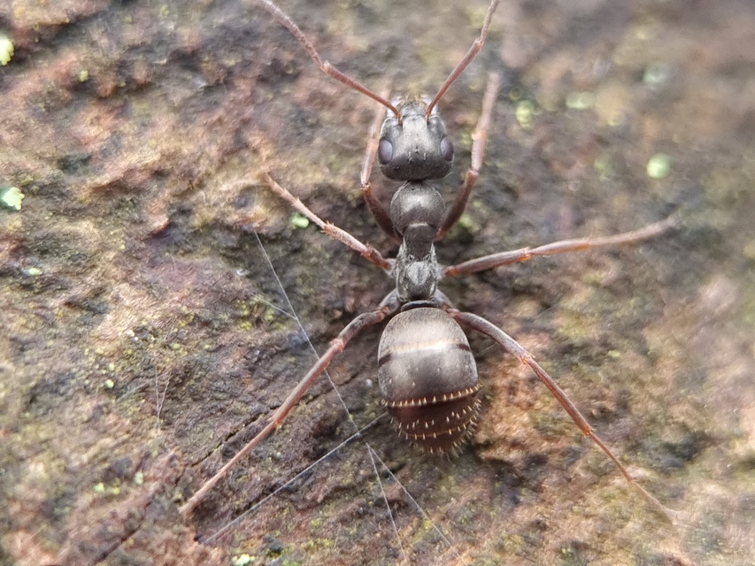 Formica fusca - kormos rabszolgahangya