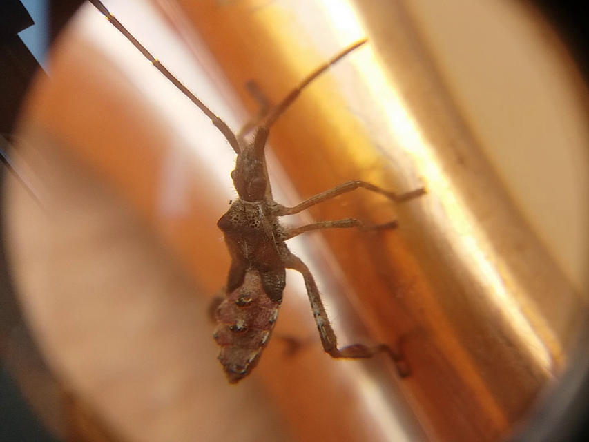 Leptoglossus occidentalis - nyugati levéllábú poloska