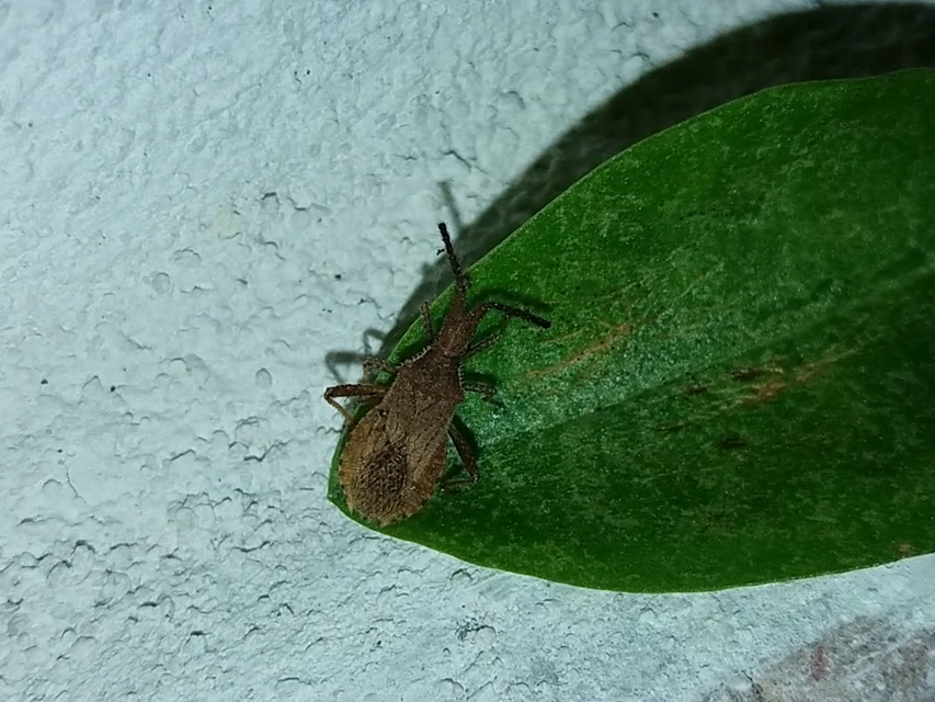 Coriomeris