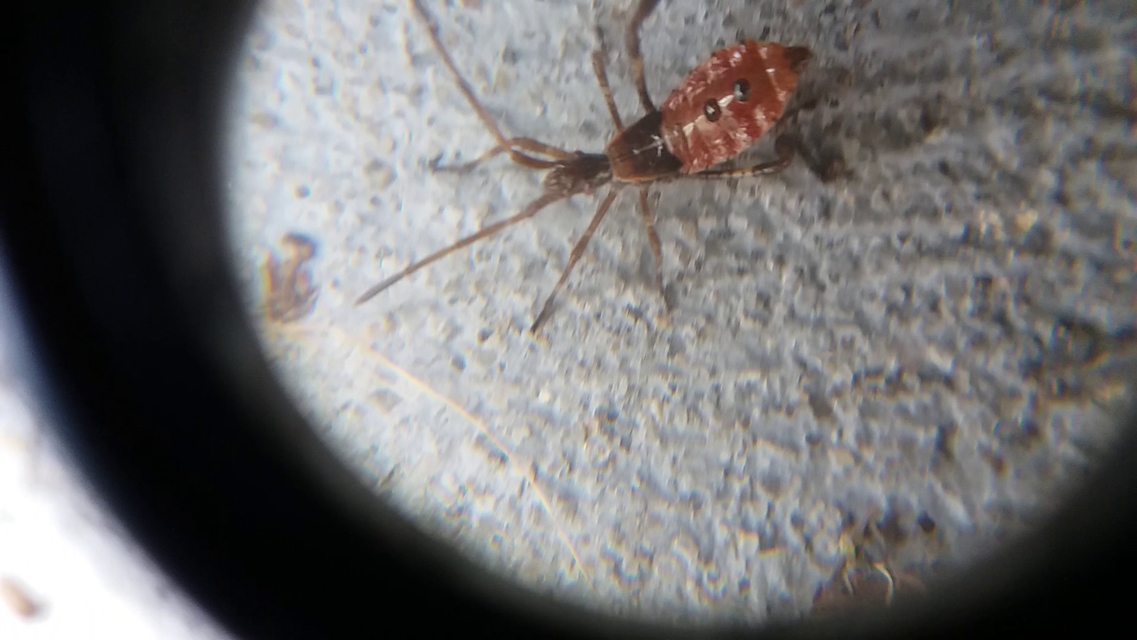 Leptoglossus occidentalis - nyugati levéllábú poloska