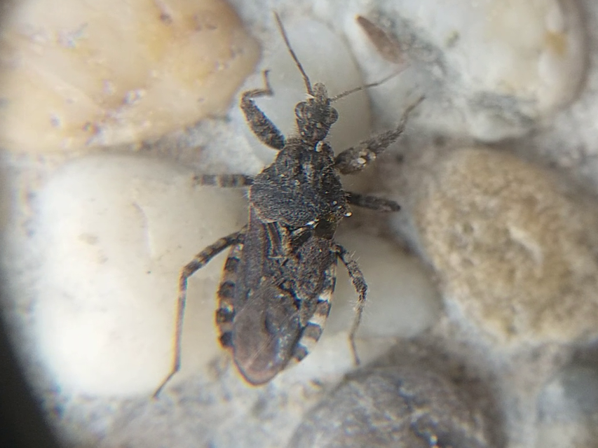 Coranus
